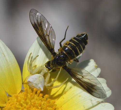 Lomatia sp.